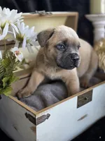 Spiderman, a male Cane Corso for sale in Hines, OR – 2 of 3