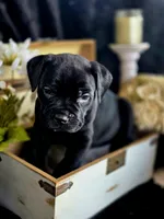 Venom, a male Cane Corso for sale in Hines, OR – 3 of 4