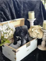 Lucky, a male Cane Corso for sale in Hines, OR – 3 of 5