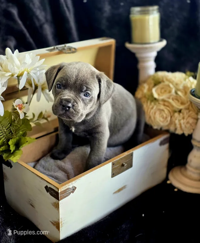 BluBell – Cane Corso puppy for sale in Hines, OR