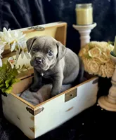 BluBell, a female Cane Corso for sale in Hines, OR – 1 of 4