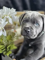 Storm, a male Cane Corso for sale in Hines, OR – 5 of 5