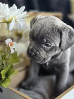 BluBell, a female Cane Corso for sale in Hines, OR – 3 of 4