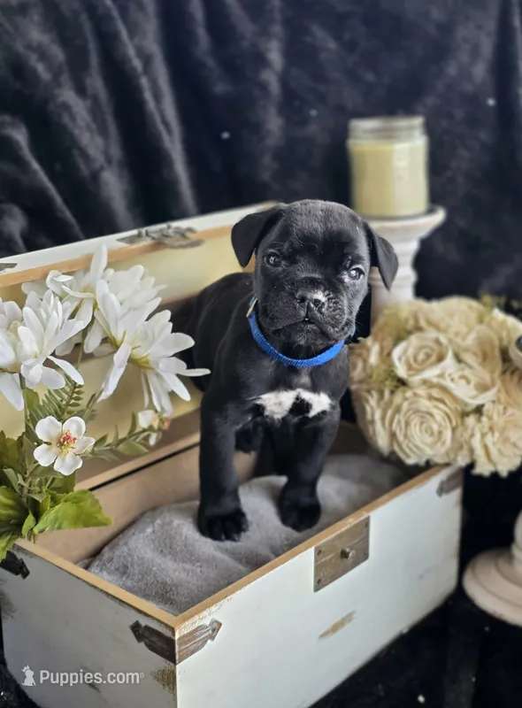 Lucky – Cane Corso puppy for sale in Hines, OR