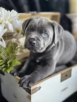 Storm, a male Cane Corso for sale in Hines, OR – 3 of 5