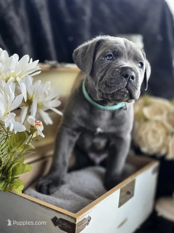 Storm – Cane Corso puppy for sale in Hines, OR