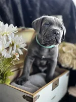Storm, a male Cane Corso for sale in Hines, OR – 1 of 5