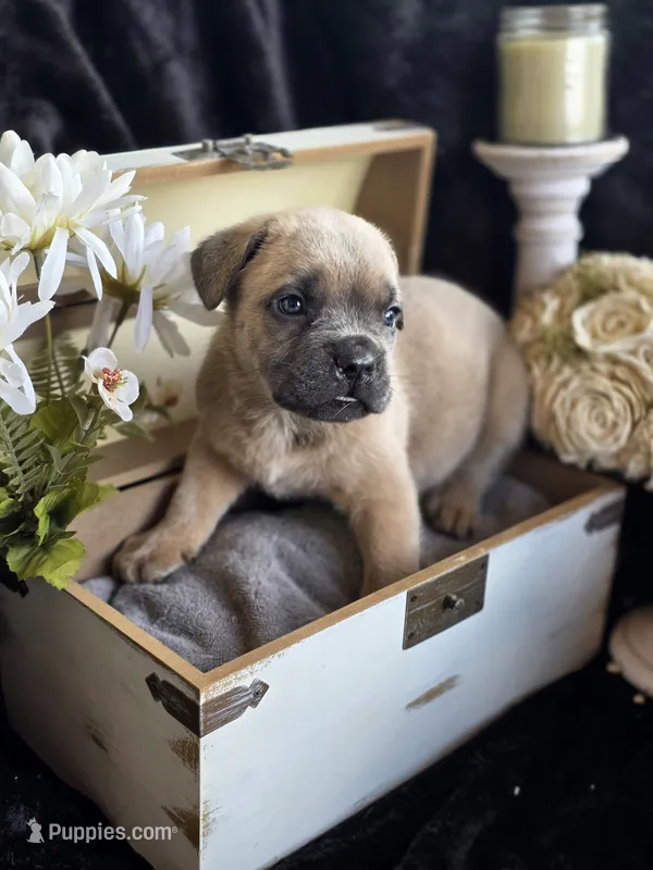 Spiderman – Cane Corso puppy for sale in Hines, OR