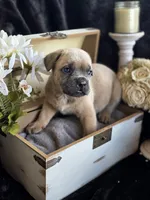 Spiderman, a male Cane Corso for sale in Hines, OR – 1 of 3