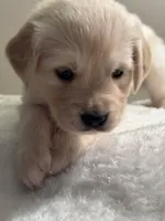 processed/f6055fe5-5840-4c3a-a799-0e121c865c03/listing/c3840bc4-6ff7-4bcf-8372-8c18d1081548/e158befc-e7f6-4516-a22e-58299163b66b