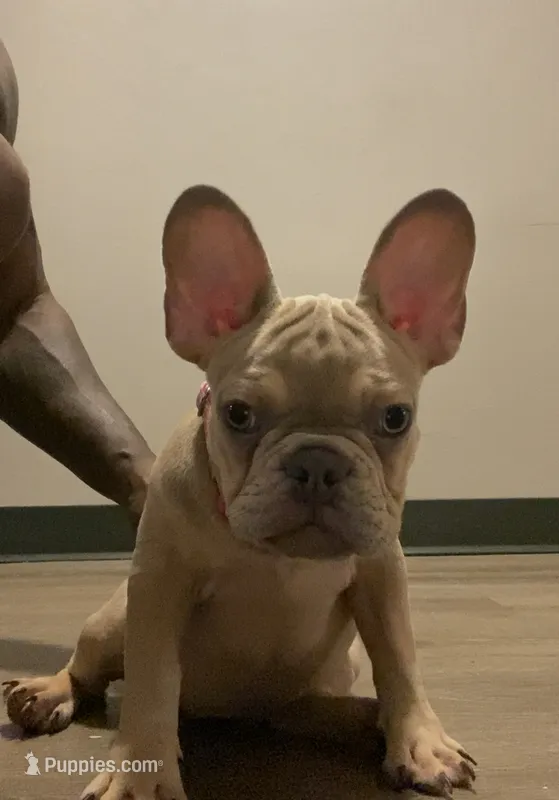 Penny – French Bulldog puppy for sale in Far Rockaway, NY