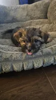 Diesel, a male Shih Tzu and Yorkshire Terrier for sale in Casselberry, FL – 4 of 4