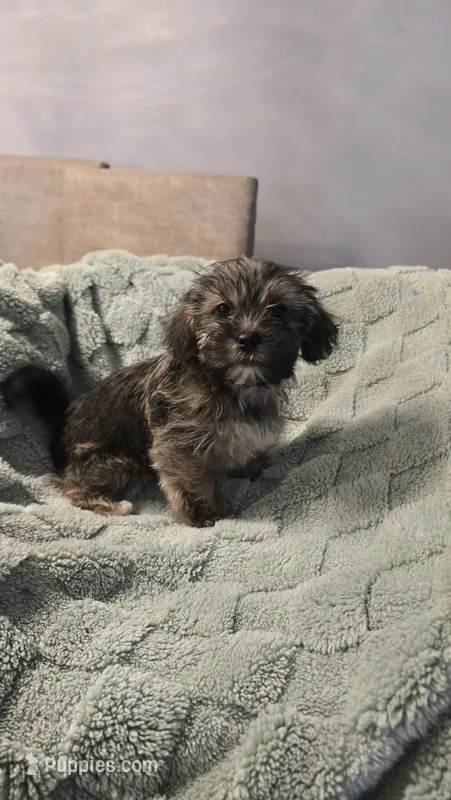 Diesel – Shih Tzu, Yorkshire Terrier puppy for sale in Casselberry, FL