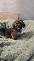 Diesel, a male Shih Tzu and Yorkshire Terrier for sale in Casselberry, FL – 1 of 4