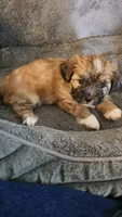 Guy diamond, a male Shih Tzu and Yorkshire Terrier for sale in Casselberry, FL – 4 of 5