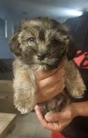 Diesel, a male Shih Tzu and Yorkshire Terrier for sale in Casselberry, FL – 2 of 4