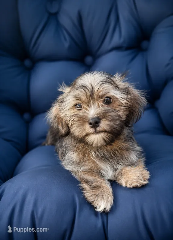 Diesel – Shih Tzu, Yorkshire Terrier puppy for sale in Casselberry, FL