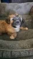 Guy diamond, a male Shih Tzu and Yorkshire Terrier for sale in Casselberry, FL – 3 of 5