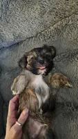 Diesel, a male Shih Tzu and Yorkshire Terrier for sale in Casselberry, FL – 3 of 4