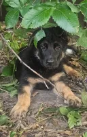 Chase, a male German Shepherd Dog for sale in Tulsa, OK – 2 of 2