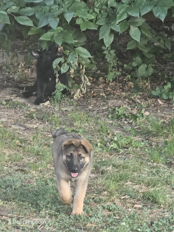 Suzie – German Shepherd Dog puppy for sale in Tulsa, OK