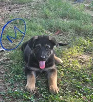 Chase, a male German Shepherd Dog for sale in Tulsa, OK – 1 of 2