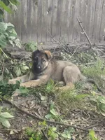 Suzie, a female German Shepherd Dog for sale in Tulsa, OK – 3 of 3