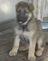 Suzie, a female German Shepherd Dog for sale in Tulsa, OK – 2 of 3