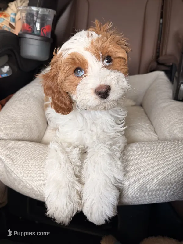 Roo – Cavapoo puppy for sale in Asheville, NC