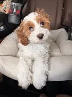 Roo, a female Cavapoo for sale in Asheville, NC – 1 of 1