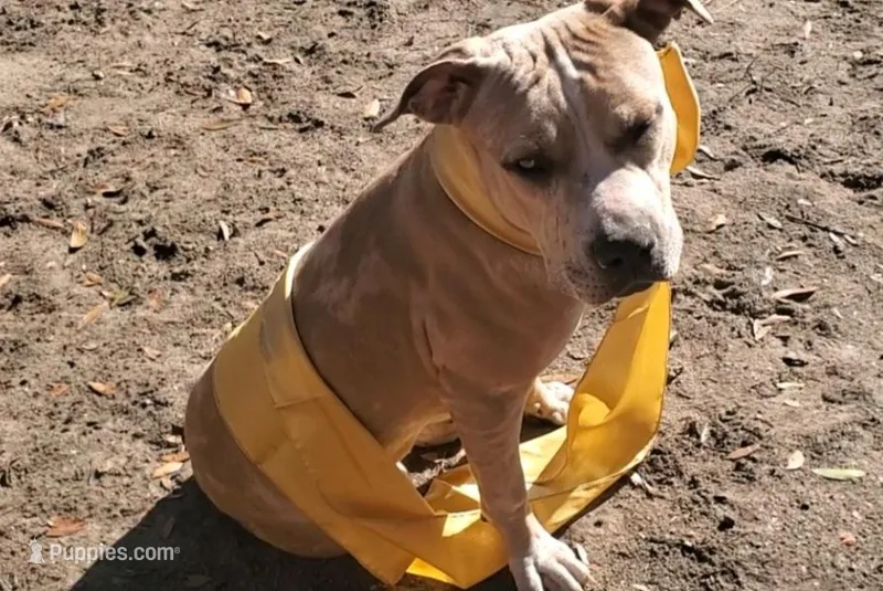 Tequila – American Staffordshire Terrier, American Bully puppy for sale in Savannah, GA