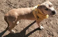 Tequila, a female American Staffordshire Terrier and American Bully for sale in Savannah, GA – Photo 2 of 6