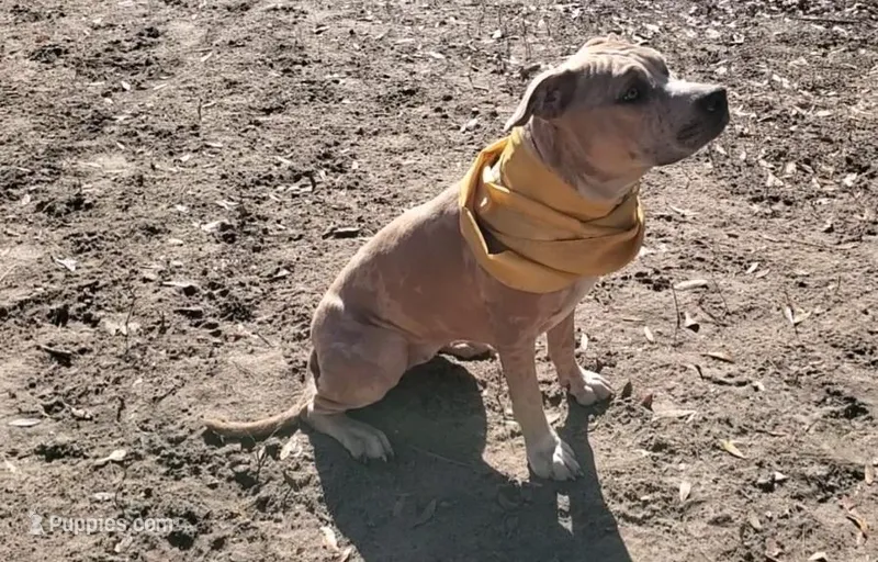 Tequila – American Staffordshire Terrier, American Bully puppy for sale in Savannah, GA