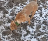Tequila, a female American Staffordshire Terrier and American Bully for sale in Savannah, GA – Photo 3 of 6