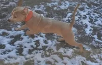 Hennessy , a male American Staffordshire Terrier and American Bully for sale in Savannah, GA – Photo 3 of 6