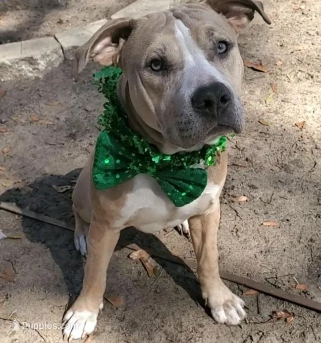 Hennessy  – American Staffordshire Terrier, American Bully puppy for sale in Savannah, GA