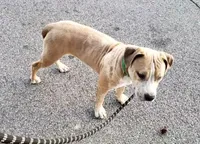 Hennessy , a male American Staffordshire Terrier and American Bully for sale in Savannah, GA – Photo 2 of 6