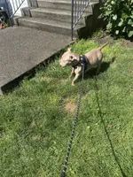 Koda, a male American Bully for sale in Tacoma, WA – 5 of 6