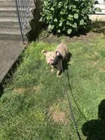 Koda, a male American Bully for sale in Tacoma, WA – 6 of 6
