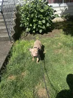 Koda, a male American Bully for sale in Tacoma, WA – 4 of 6