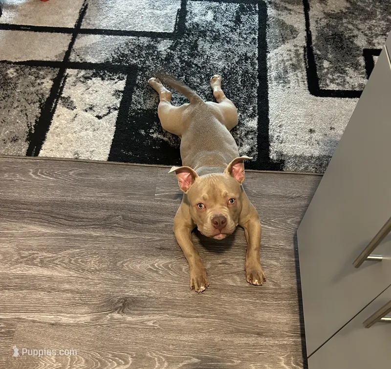 Koda – American Bully puppy for sale in Tacoma, WA