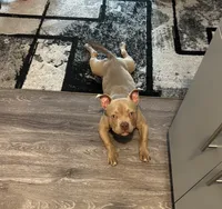 Koda, a male American Bully for sale in Tacoma, WA – 1 of 6
