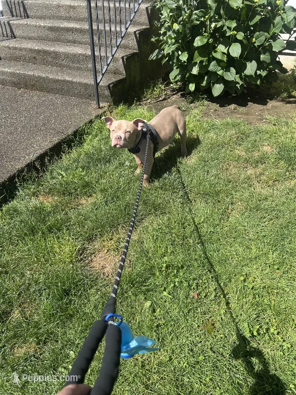 Koda – American Bully puppy for sale in Tacoma, WA