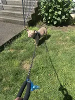 Koda, a male American Bully for sale in Tacoma, WA – 2 of 6