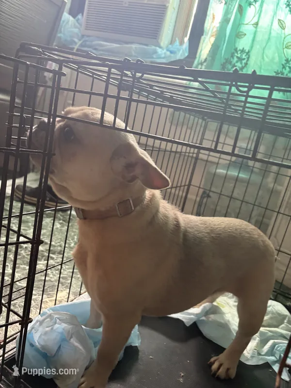 Milo – French Bulldog puppy for sale in Reading, PA