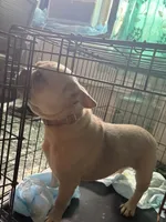 Milo, a female French Bulldog for sale in Reading, PA – 1 of 2