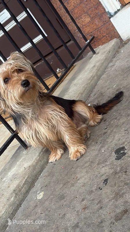 Blakely – Yorkshire Terrier puppy for sale in Reading, PA