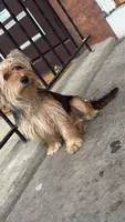 Blakely, a male Yorkshire Terrier for sale in Reading, PA – 1 of 4