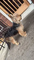 Blakely, a male Yorkshire Terrier for sale in Reading, PA – 4 of 4