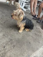 Blakely, a male Yorkshire Terrier for sale in Reading, PA – 3 of 4